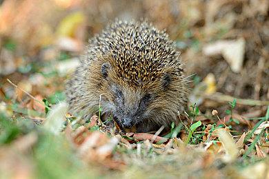 Playground设计师：微软XGP能让老游戏获得新玩家
